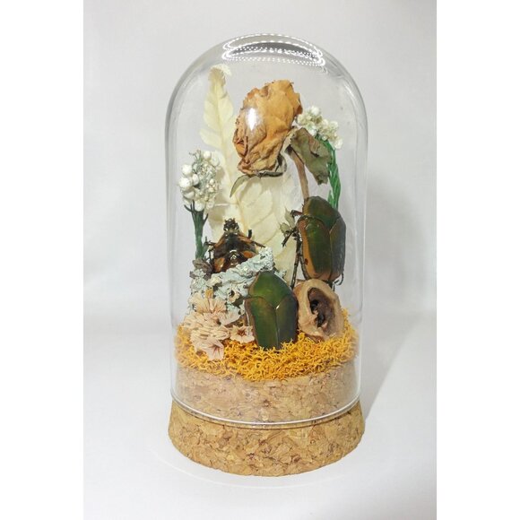 June Bug Sitting In Pinecone Throne Oddity Jar curiosity dome insect taxidermy - Picture 1 of 14